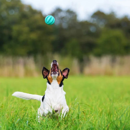 chien qui court dehors après son jouet indestructible chien 