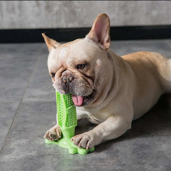 corgi allongé entrain de jouer avec son jouet indestructible chien vert