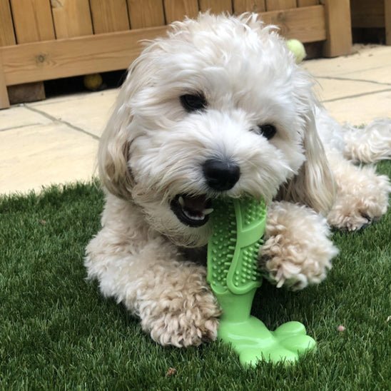 Chien blanc allongé dans l'herbe entrain de mâcher son jouet indestructible chien vert