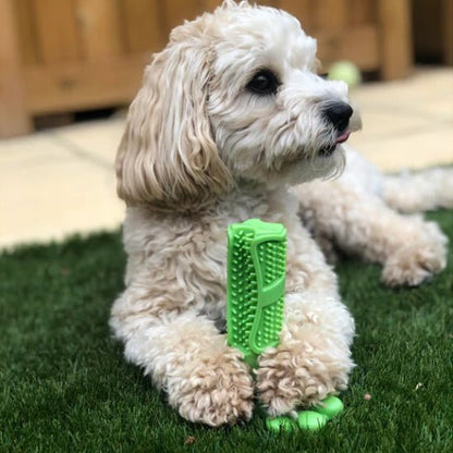 Chien blanc allongé dans l'herbe entrain de jouer avec son jouet indestructible chien vert