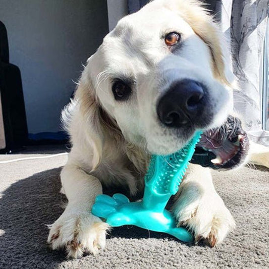 Labrador allongé entrain de jouer avec son jouet indestructible chien bleu