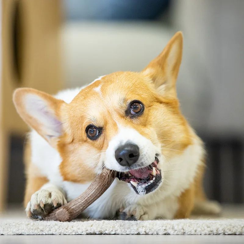 corgi-coucher-qui-mâche-son-jouet-indestructible-pour-chien
