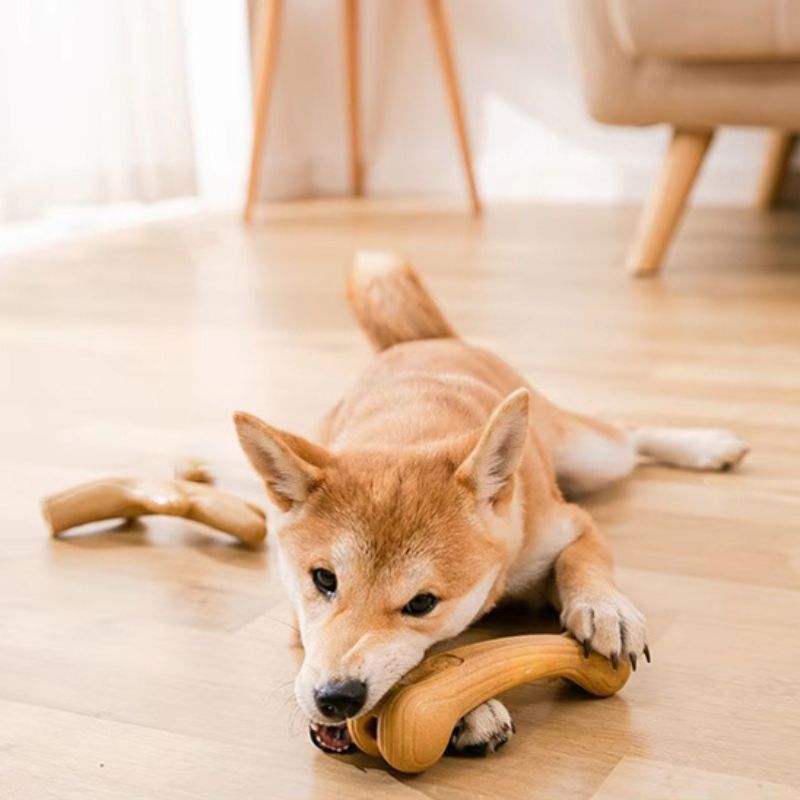shiba-inu-coucher-qui-mâche-son-jouet-indestructible-pour-chien-boismastic