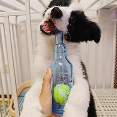 chiot border collie avec son jouet pour chien dans la gueule