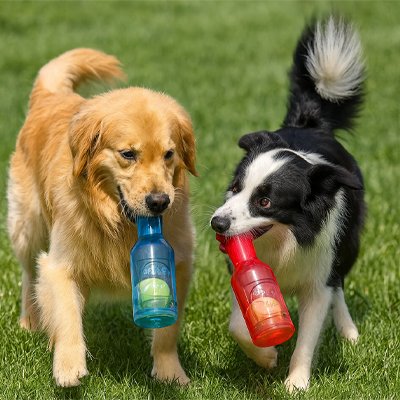 Golden et border collie dehors avec leur jouet pour chien bouteille