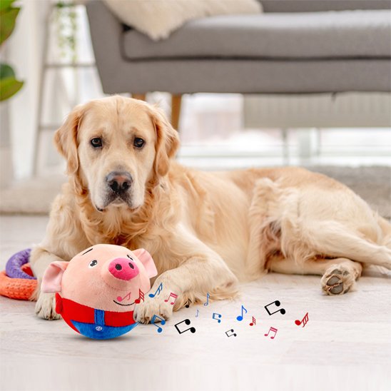 Golden coucher dans son salon avec son jouet pour chien musical