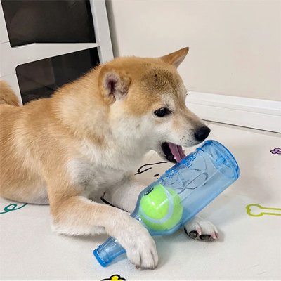 shiba inu coucher avec son jouet pour chien bouteille avec une balle