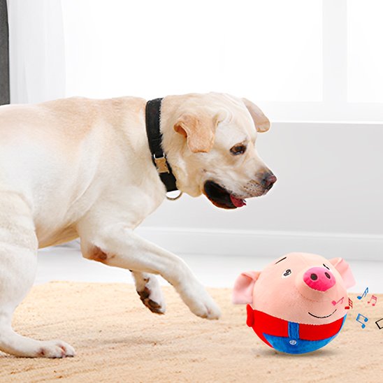 labrador qui joue avec son jouet pour chien boule cochon musicale