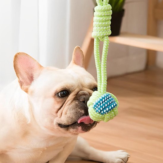 Bouledogue français coucher entrain de jouer avec son jouet pour chien corde
