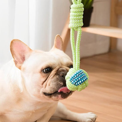 Bouledogue français coucher entrain de jouer avec son jouet pour chien corde
