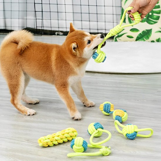 chiot shiba inu entrain de jouer avec son jouet pour chien corde