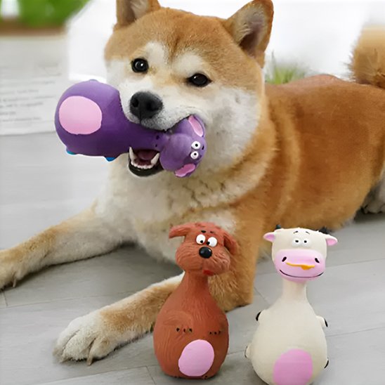 shiba inu coucher avec son jouet pour chien dans la gueule 