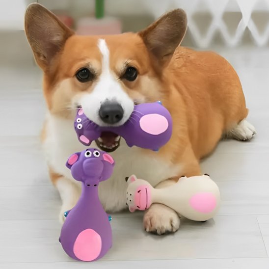 corgi-coucher-avec-son-jouet-pour-chien