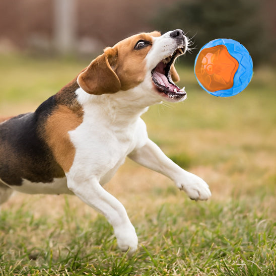 Beagle jouant dehors et attrapant un jouet pour chien indestructible en forme de balle