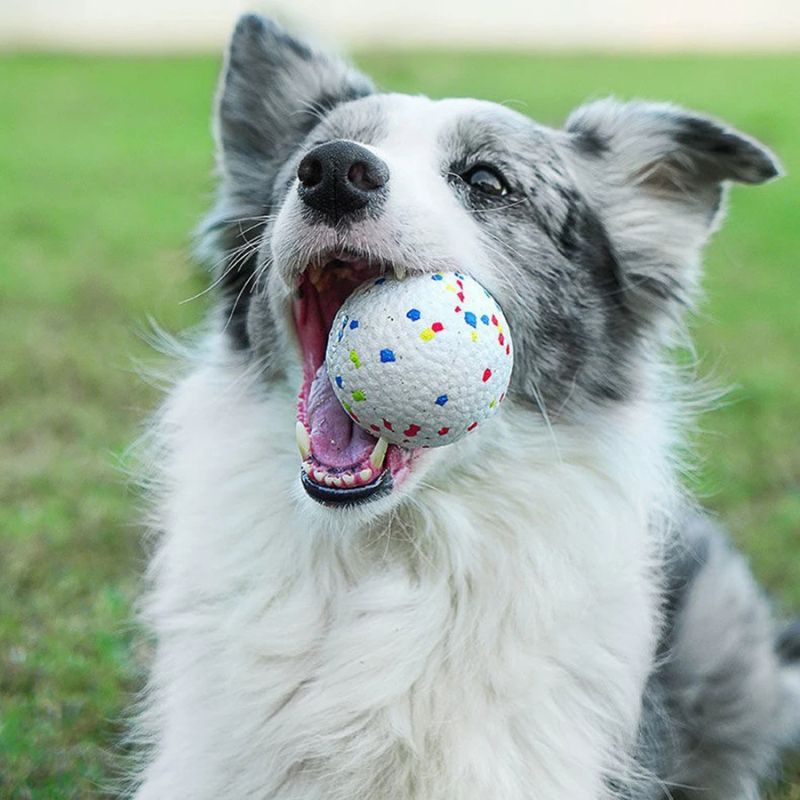 Chien avec son jouet pour chien indestructible dans sa bouche