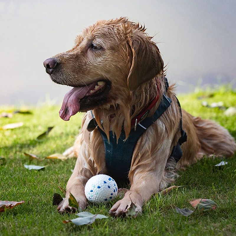 Labrador mouillé couché dehors avec son jouet pour chien indestructible entre ses pattes