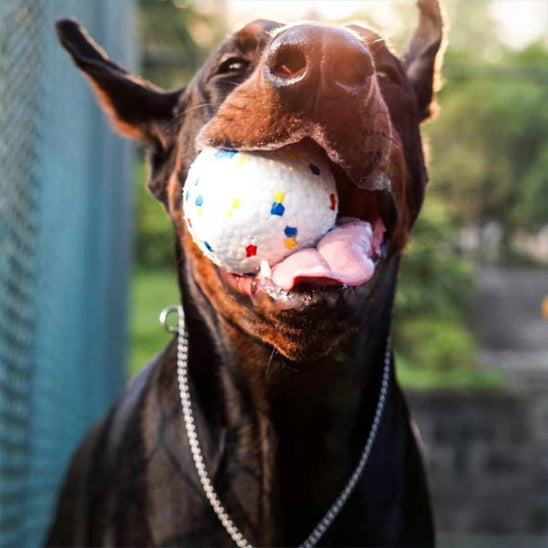 doberman-dehors-avec-jouet-pour-chien-indestructible-dans-la-bouche