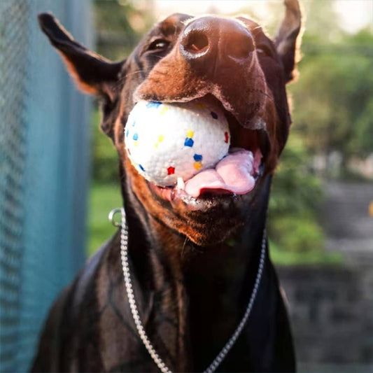 doberman-dehors-avec-jouet-pour-chien-indestructible-dans-la-bouche