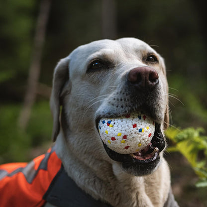 labrador-foret-avec-son-jouet-pour-chien-indestructible-dans-la-bouche