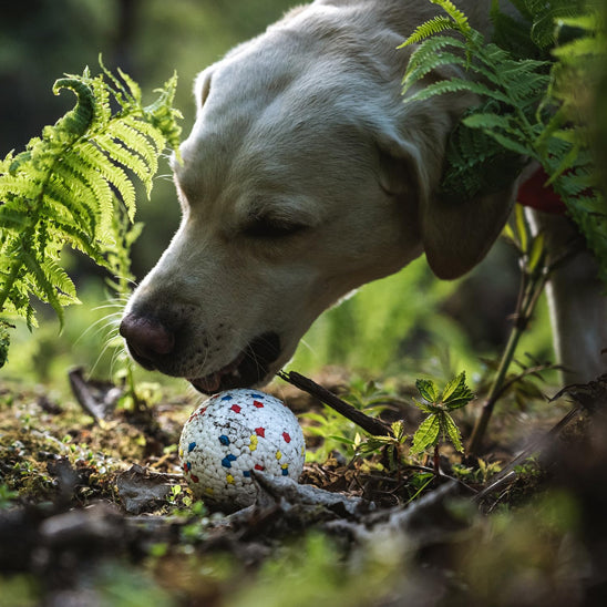 Labrador-dans-la-foret-avec-son-jouet-pour-chien-indestructible