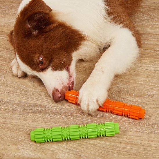 border-collie-avec-jouet-indestructible-pour-chien-orange-vert