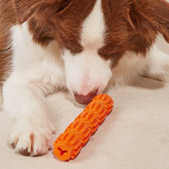 border-collie-avec-jouet-indestructible-pour-chien-orange