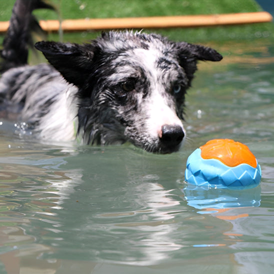 Border Collie regardant un jouet pour chien indestructible flottant sur l’eau