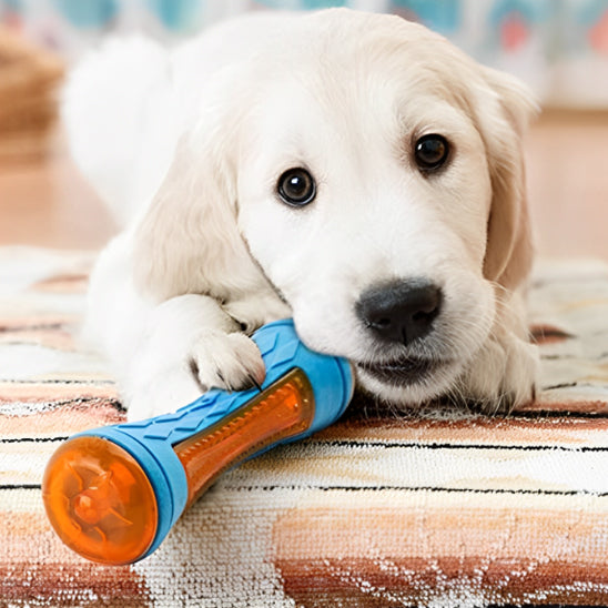Chiot Golden Retriever mâchouillant un jouet pour chien indestructible orange et bleu