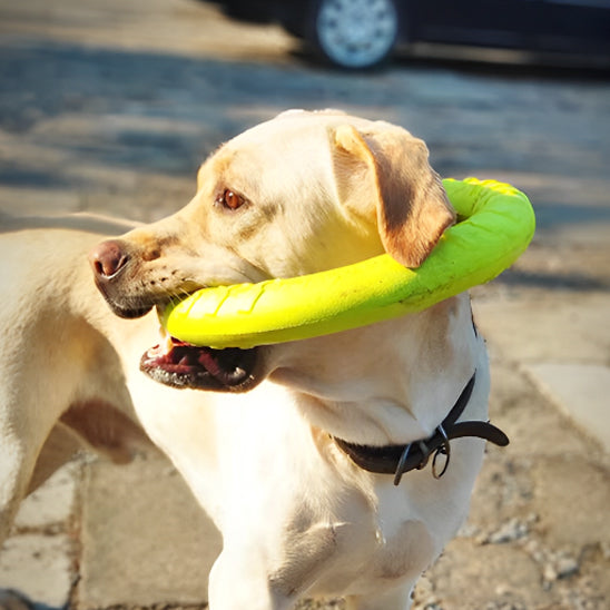 Labrador portant un jouet pour chien indestructible en anneau jaune autour du cou.