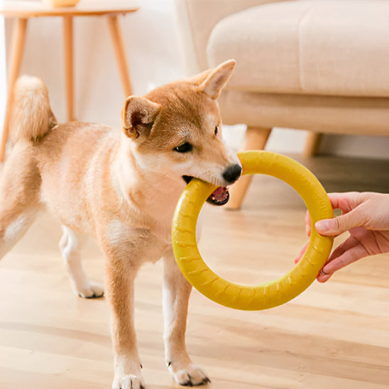 Shiba Inu jouant avec un jouet pour chien indestructible en forme d’anneau jaune à la maison