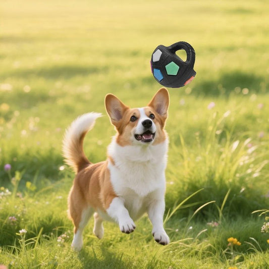 Un corgi bondit dans un champ vert en poursuivant un jouet pour chien interactif multicolore