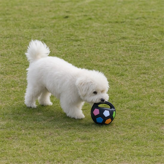 Petit chien blanc dehors avec son jouet pour chien noir
