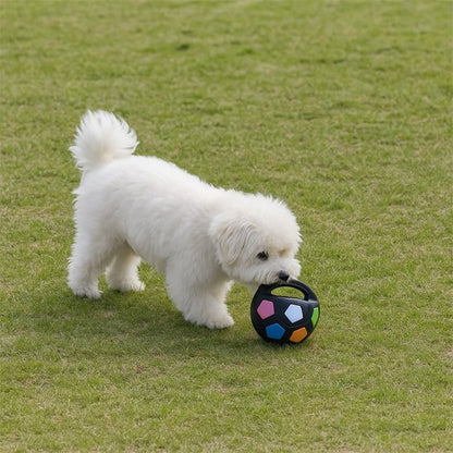 Petit chien blanc dehors avec son jouet pour chien noir