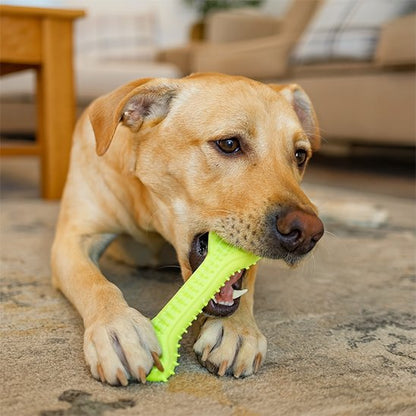 Labrador coucher entrain de mastiquer son jouet pour chien vert
