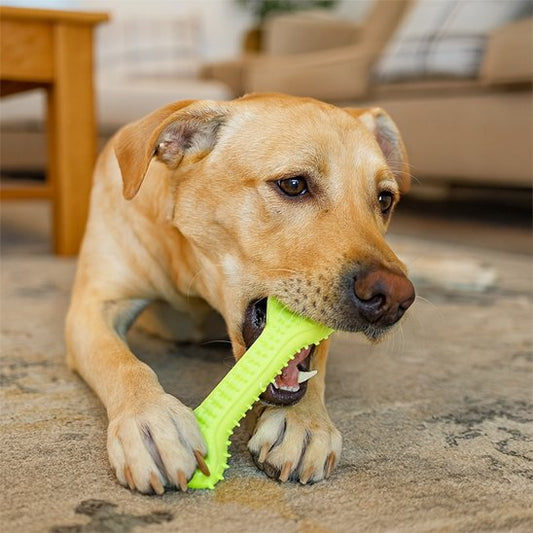 Labrador coucher entrain de mastiquer son jouet pour chien vert