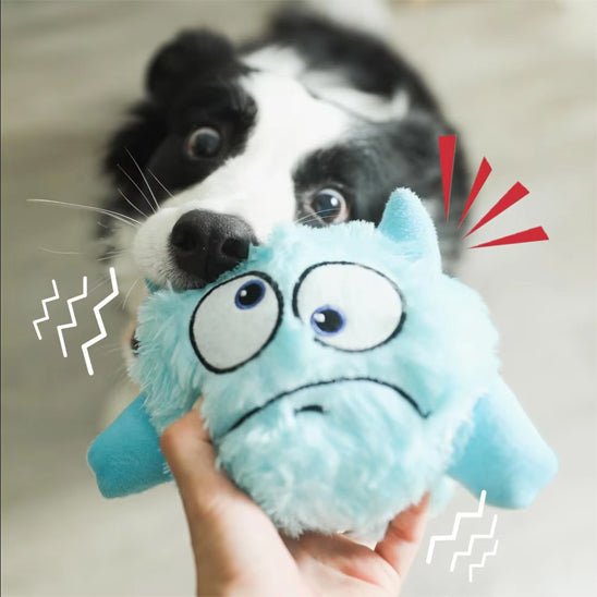 border-collie-avec-jouet-pour-chien-monstre