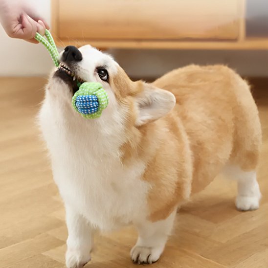 corgi qui tire sur son jouet pour chien