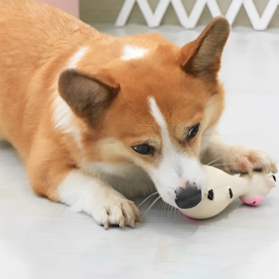 corgi coucher avec son jouet pour chien dans la gueule