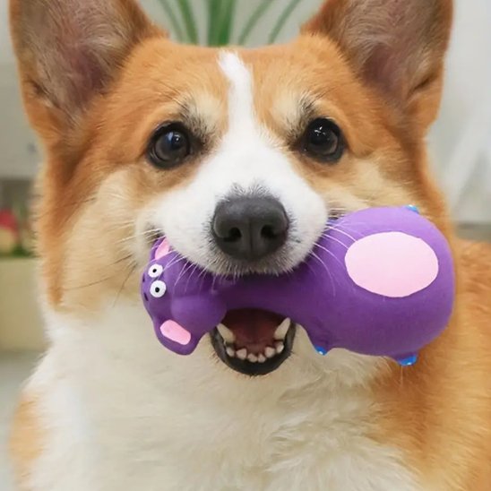 corgi avec son jouet pour chien dans la gueule