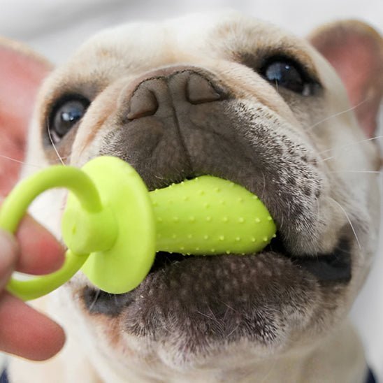 Petit-Chien-Avec-Son-Jouet-Pour-Chiot-Dans-La-Bouche