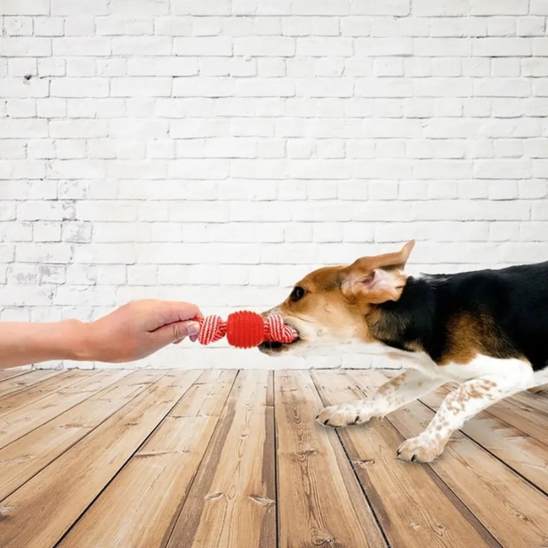 Petit chien qui tire son jouet pour chiot 