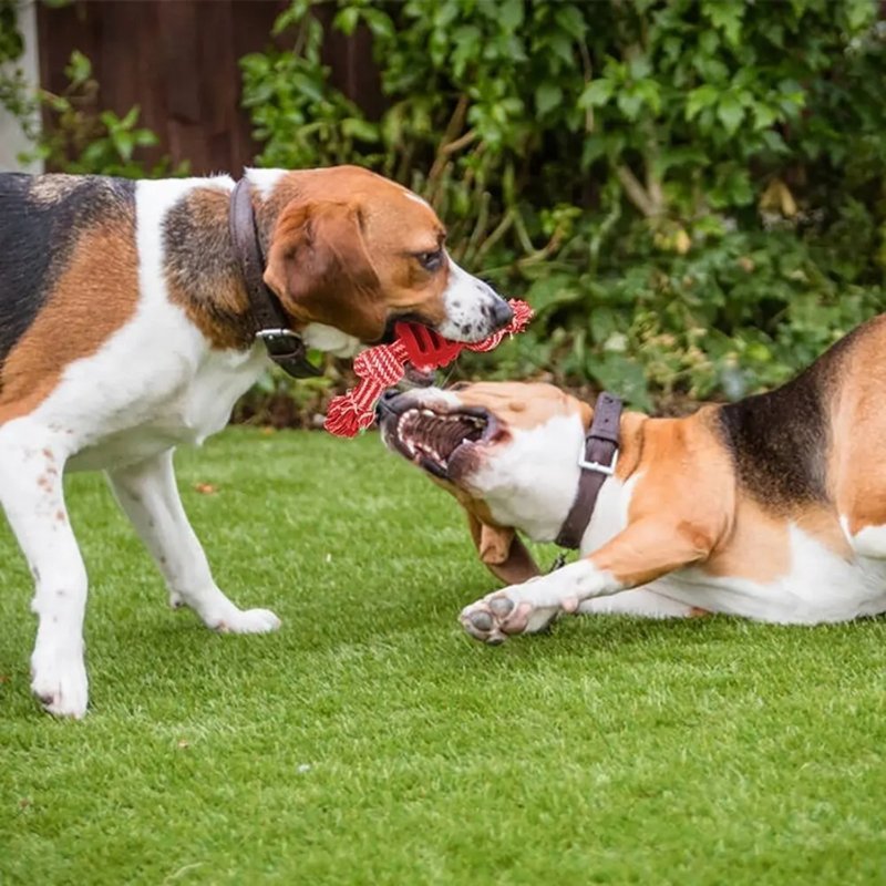 deux chiens qui joue avec leur jouet pour chiot 