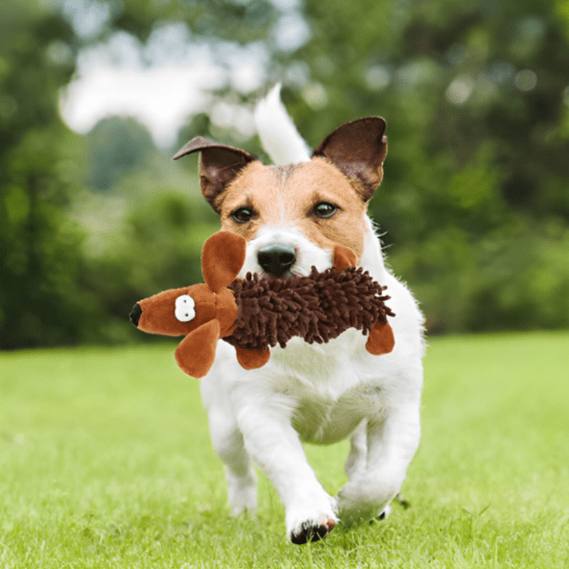 jack russell dehors entrain de jouer avec son jouet pour chiot dans la bouche