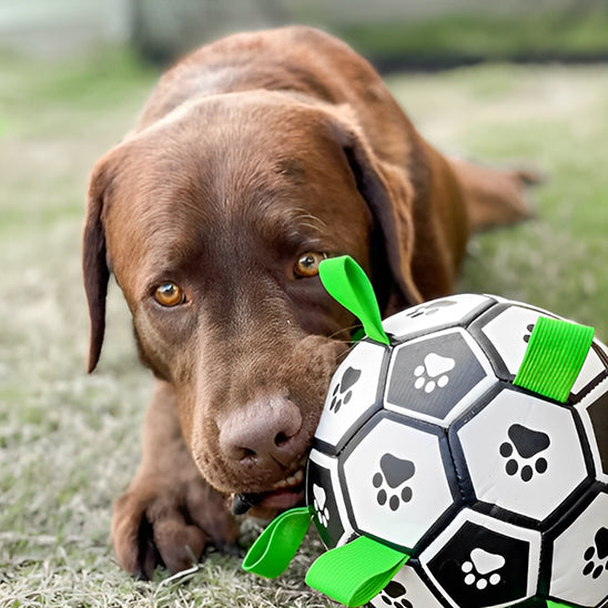 labrador chocolat mordant balle pour chien sur gazon