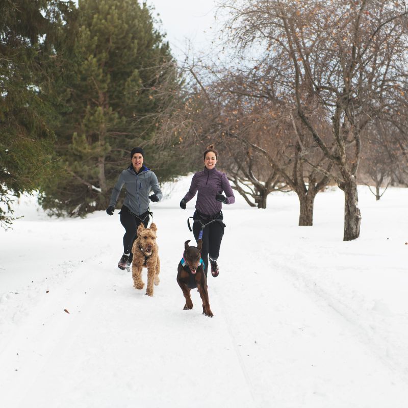 Laisse canicross | RunYourDog - Les Plaisirs Canins