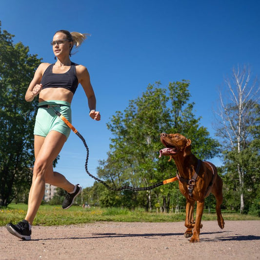 Laisse canicross | RunYourDog - Les Plaisirs Canins