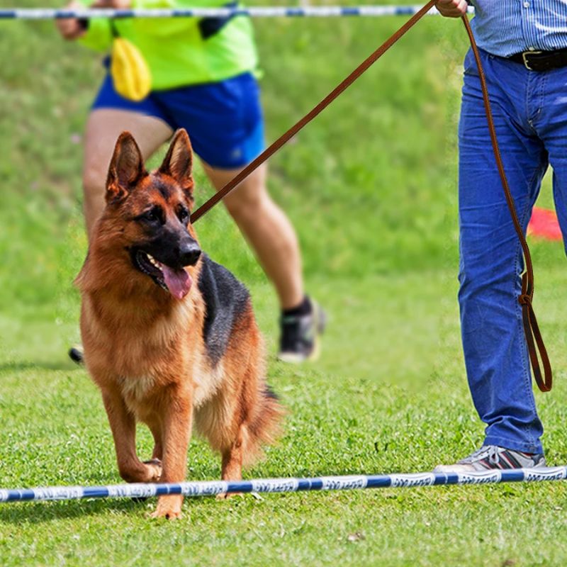 Laisse chien | BeauCuir - Les Plaisirs Canins