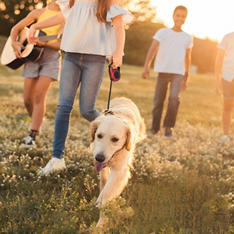Laisse chien | Rétractable OnTheGo - Les Plaisirs Canins