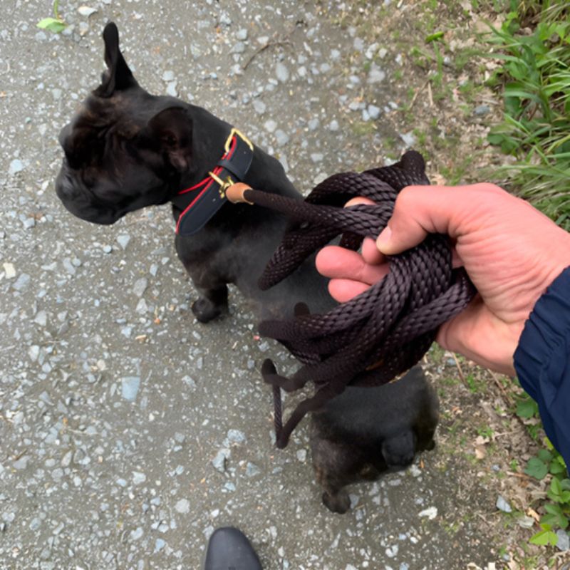 Laisse pour chien | ComfyRope - Les Plaisirs Canins