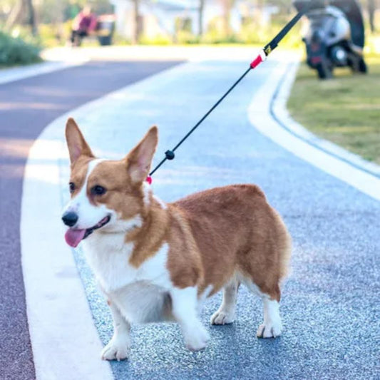 Laisse pour chien | PerfectTrainingTool - Les Plaisirs Canins